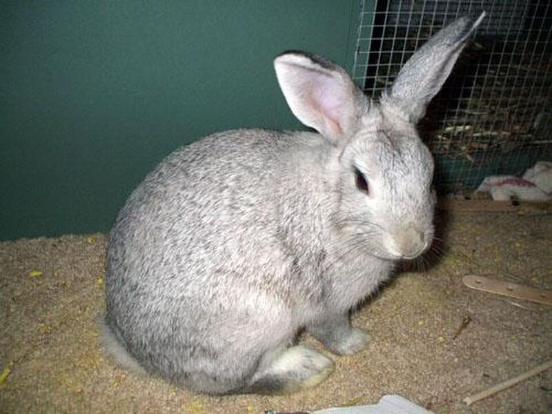 栗鼠兔,银灰 agouti 波纹被毛带光泽,耳大直立